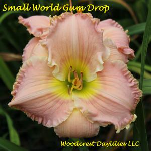 Small World Gum Drop*