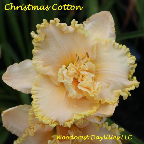 Christmas Cotton 1