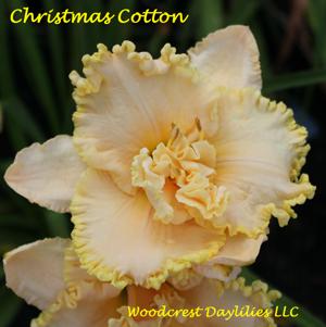 Christmas Cotton*