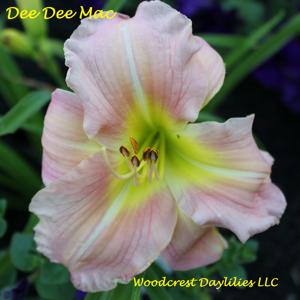 Dee Dee Mac