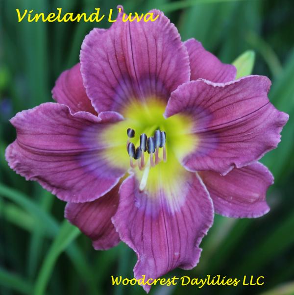 Vineland L'uva 1