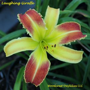 Laughing Giraffe*