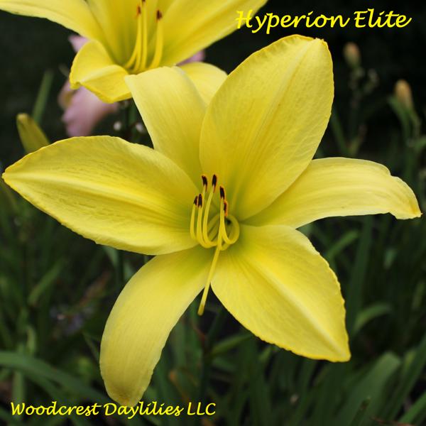 Hyperion Elite 1