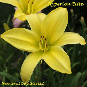 Hyperion Elite*
