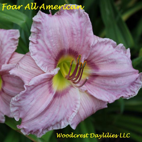 Foar All American