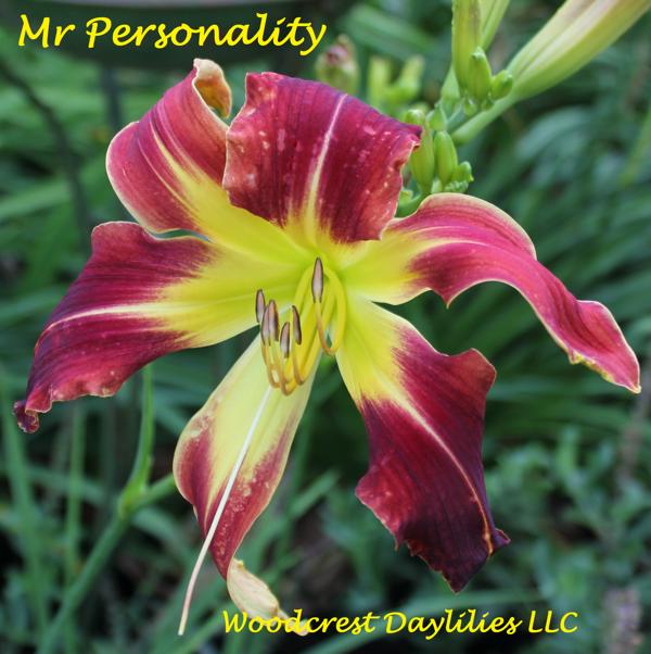 Mr Personality 1