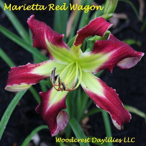 Marietta Red Wagon