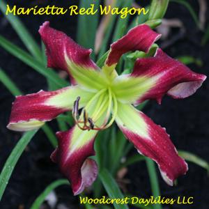 Marietta Red Wagon