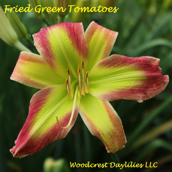 Fried Green Tomatoes