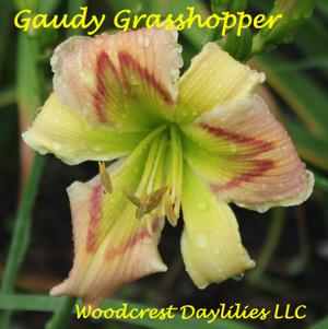 Gaudy Grasshopper