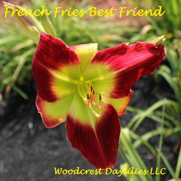 French Fries Best Friend