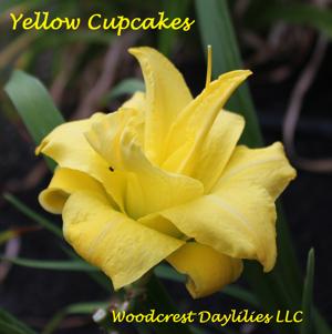 Yellow Cupcakes*
