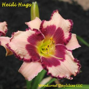Heidi Hugs*