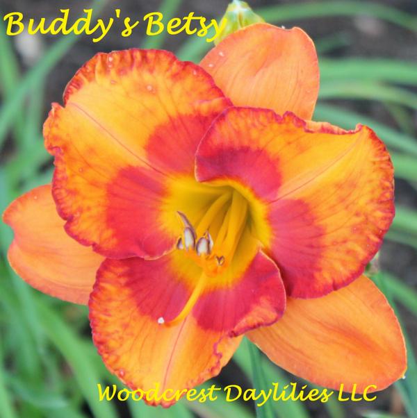 BUDDYSBETSY