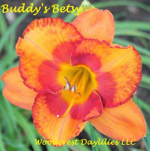 Buddy's Betsy