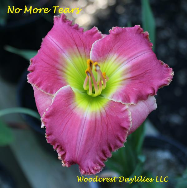 No More Tears