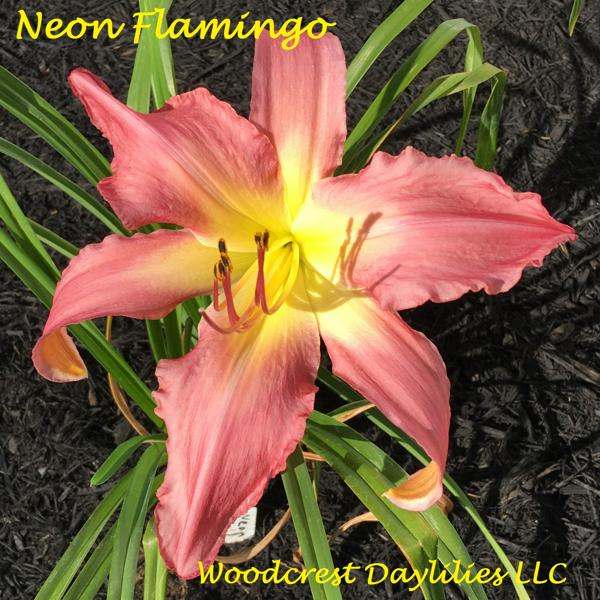 Neon Flamingo