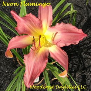 Neon Flamingo*