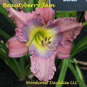 Beautyberry Jam