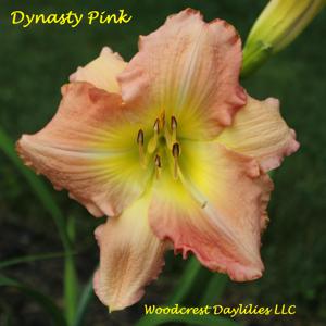 Dynasty Pink*