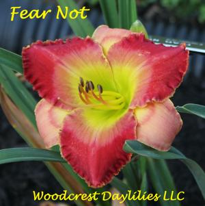 Fear Not*