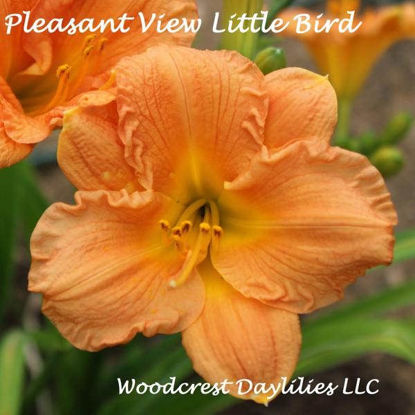 Pleasant View Little Bird 1