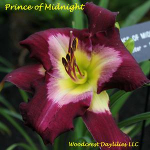 Prince of Midnight*
