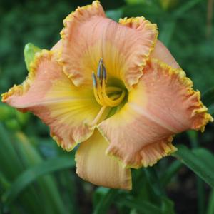 Sun Kissed Ruffles*