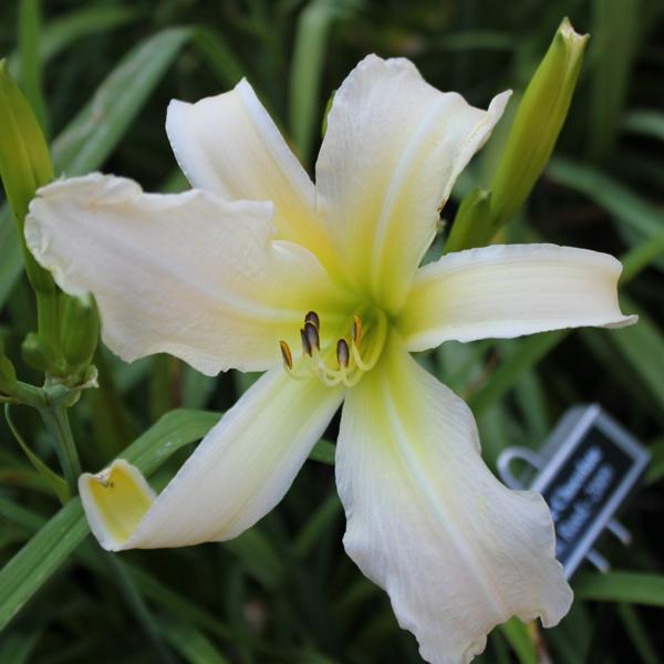 White_Chocolate