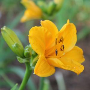 Earlybird Orangeade*