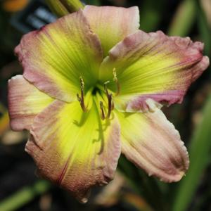 Julie Covington