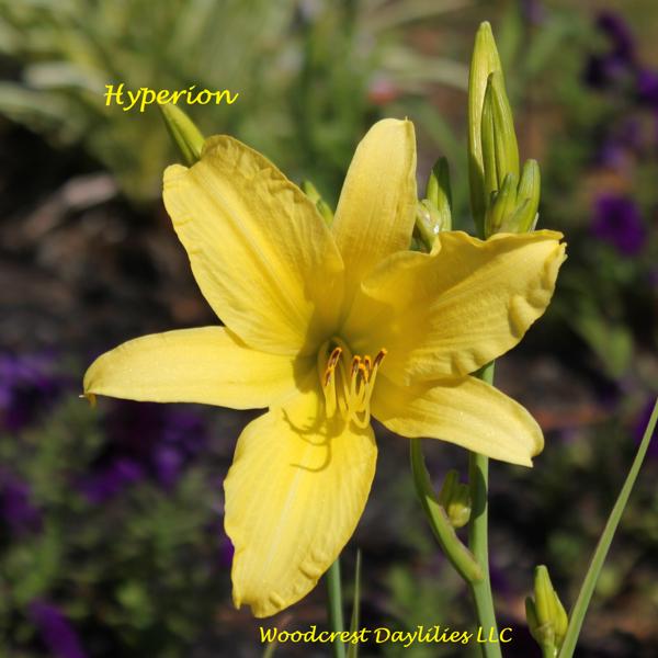 Hyperion