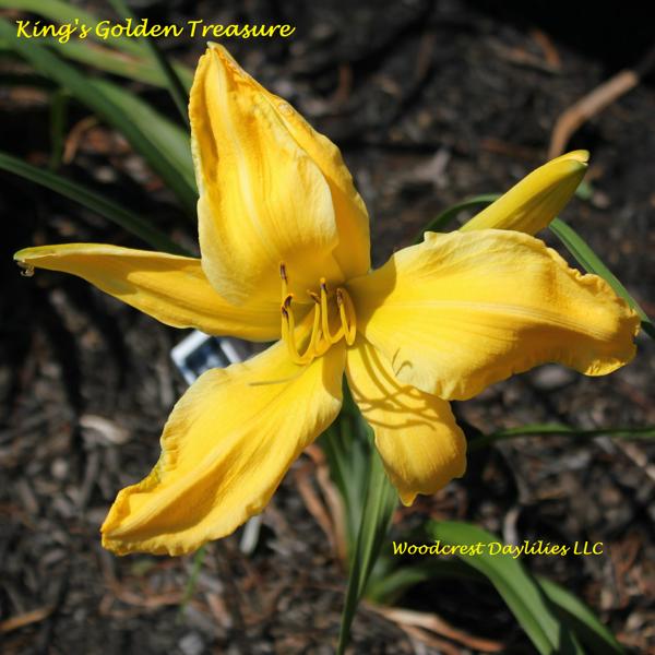 Kings_Golden_Treasure