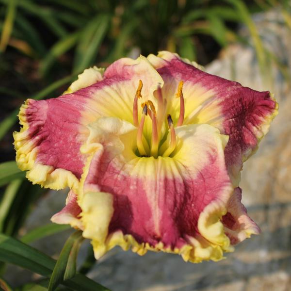 Orchid Linen