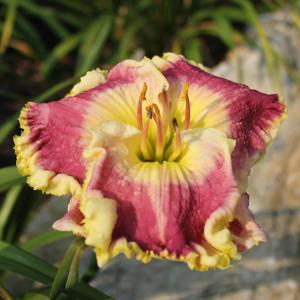 Orchid Linen*