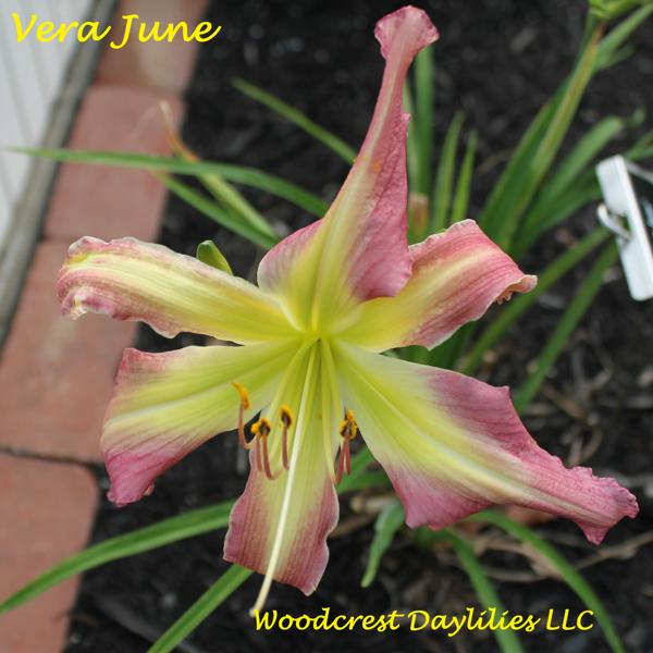 VeraJune