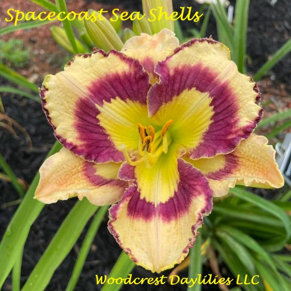 Spacecoast_Sea_Shells