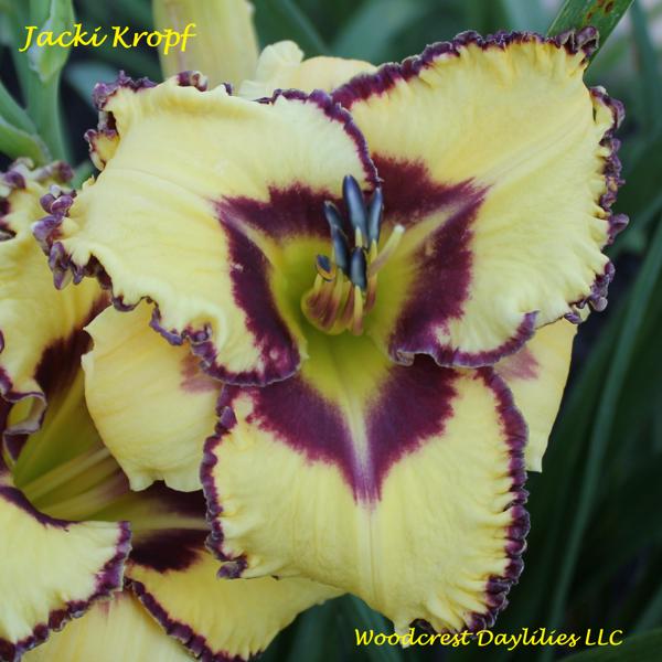 Jacki_Kropf
