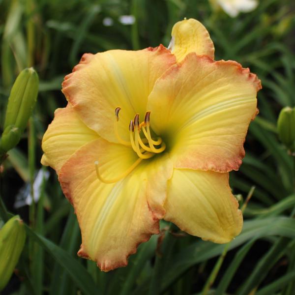 WISLEY 5160