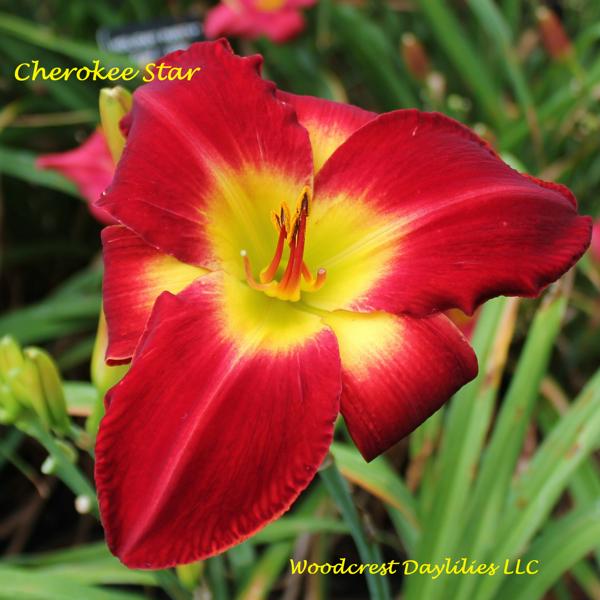 CherokeeStar