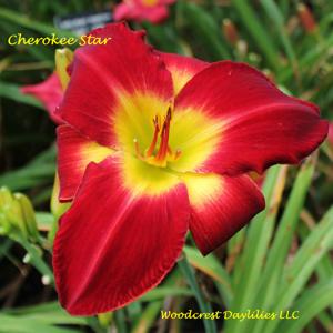 Cherokee Star*