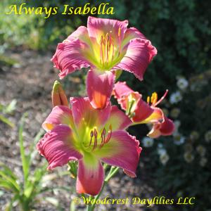 Always Isabella