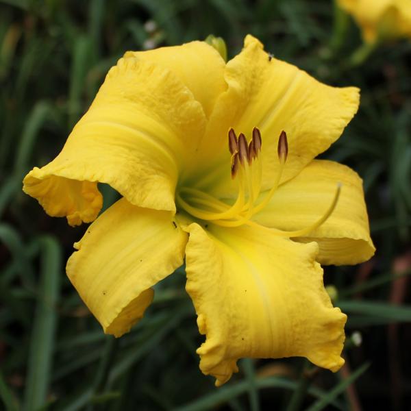 Yellowviper