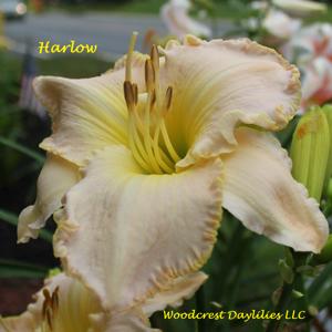 Harlow*