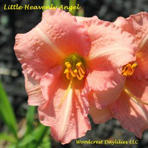 Little Heavenly Angel