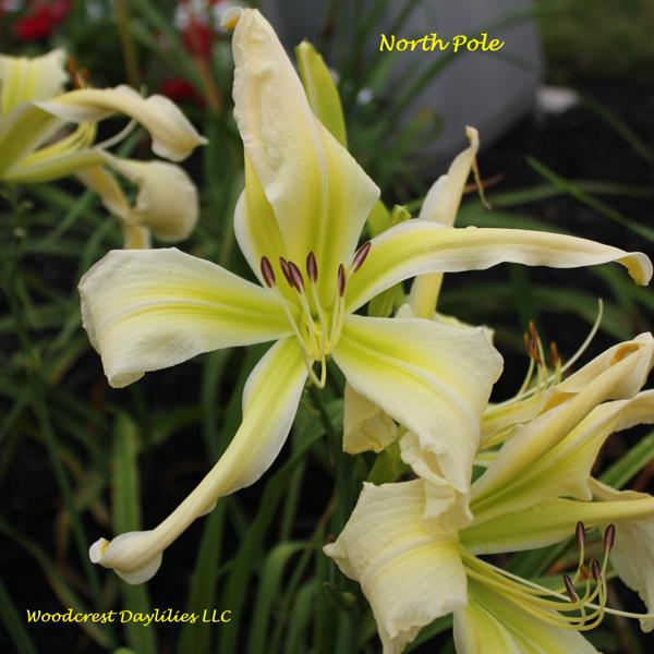 North Pole (3)