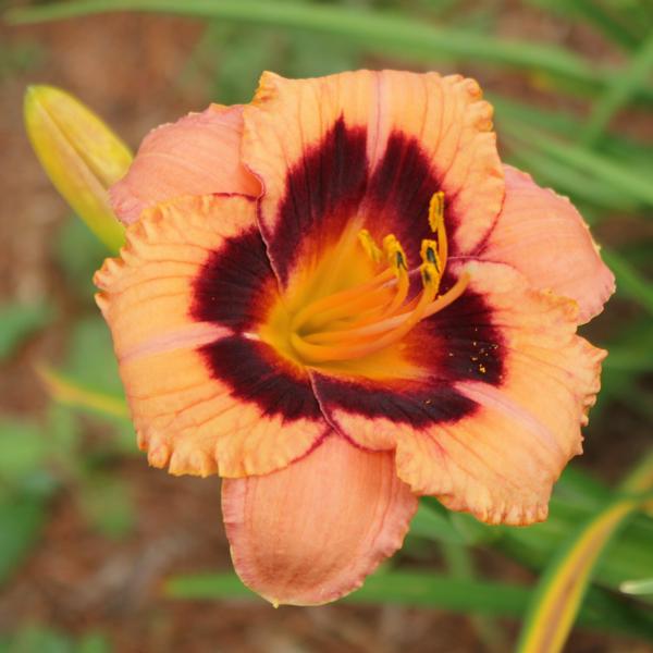Nutmeg_Spice