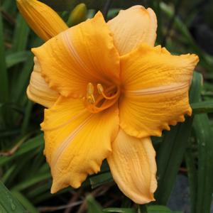 Orange Velvet