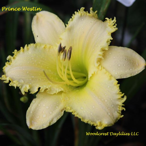 Prince Westin