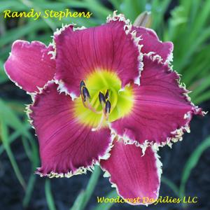 Randy Stephens*